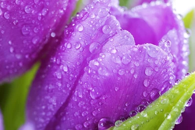 Beautiful Crocus In Early Spring Wallpapers And Images ...