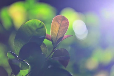 Protect Wallpapers Of High definition Desktop Of _ Of Wallpapers Of ...