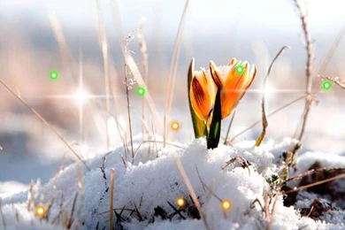 Early Spring Nature APK Download   Free Personalization APP For ...