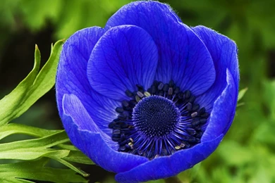 Blue Flower Wallpapers Download Free Blue Flower Blue Flower Hd ...