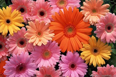 RePin Image: Flower Wallpapers On Pinterest