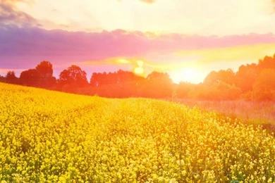 Free Download Spring Sunset iPhone 5 HD Wallpapers