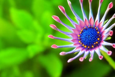 Nature Flowers Wallpapers Free Download HD Wallpapers Desktop ...