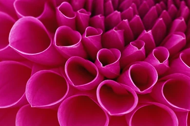 Flower Wallpapers Hd