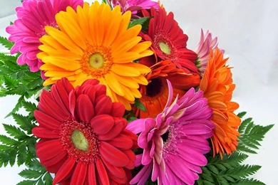 Cute And Beautiful Flowers Wallpapers Free Download