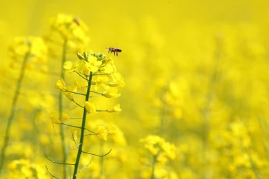 Flowers Wallpapers Download 1219