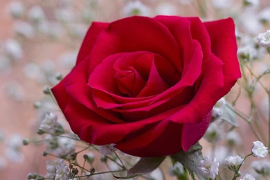 Fragrant Red Rose Wallpapers － Flower Wallpapers   Free Download ...