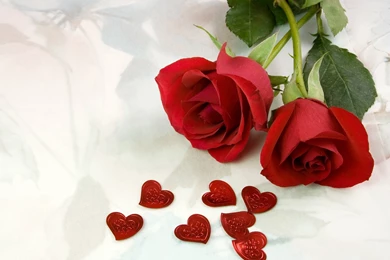 Red Roses For Free Download Beautiful Rose Flower Wallpapers Free ...