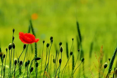 Poppy Flower Wallpapers Free Download Wallpapers Hd For Desktop In ...