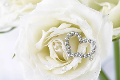 RePin Image: White Roses Wallpapers On Pinterest