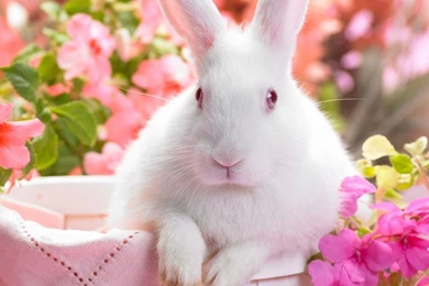 Download Greetings From The White Rabbit Wallpapers For IPad