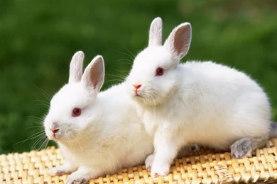 Rabbit HD Wallpapers.