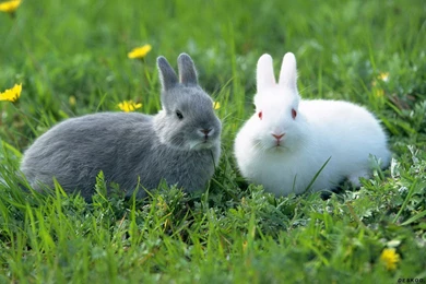 Obediently White Rabbit HD Wallpapers 4 － Animal Wallpapers   Free ...