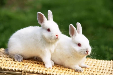 Cute White Rabbit Hd Wallpapers   Free Hd Wallpapers