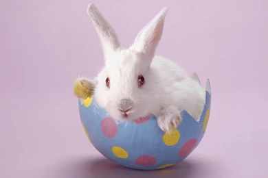 White Rabbit Sitting In A Egg