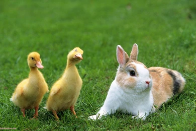 Rabbit Wallpapers   Animal Wallpapers