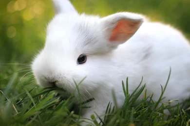 Cute Rabbit Wallpapers For Mobile   Danasrhp.top