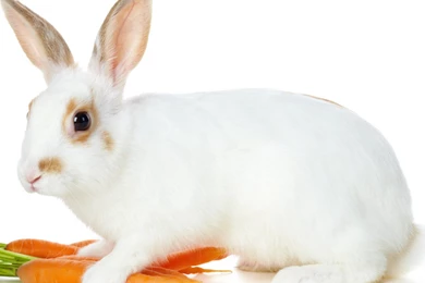Cute Rabbit Wallpapers Clean White