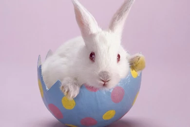 Obediently White Rabbit HD Wallpapers 2 － Animal Wallpapers   Free ...