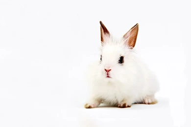 Top Rabbit White Backgrounds Wallpapers