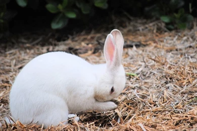 Rabbit Picture    Animal Wallpapers    National Geographic Photo Of ...