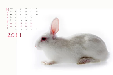 Bull Wallpapers 8282   New Wallpapers   Festival