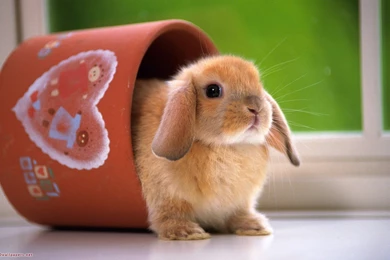 Top 33 Beautiful And Cute Rabbit Wallpapers In HD   For More ...
