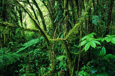 Wallpapers For Rainforest Backgrounds Tumblr