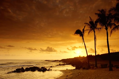 Flower Wallpapers : Nature Wallpapers   Semrawut