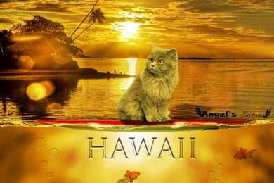 The Cat In Hawaii   (