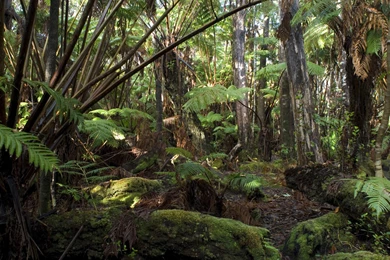 Free Stock Photo Of Hawaiian Rainforest Backgrounds