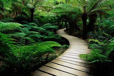 Cool Nature Desktop Backgrounds: Rainforest 100% Quality HD ...