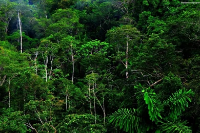 Rainforest Backgrounds Desktop Backgrounds