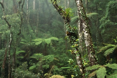 Desktop Wallpapers · Gallery · Nature · Rainforest