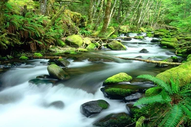 6 Daintree Rainforest HD Wallpapers