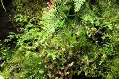 5 Liter Ben´s Rainforest Backgrounds Composition, 24,75 €