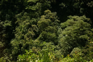 Rainforest Backgrounds 1 By Armathor Stock On DeviantArt