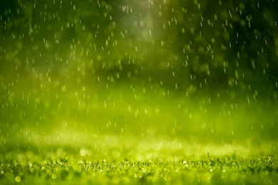 Animated Wallpapers Rain