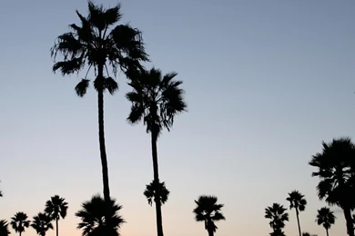Download Wallpapers Sunset At Venice Beach, LA, California (3200 X ...