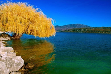 Willow Tree Wallpapers   Wallpapers Zone