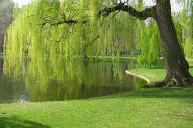 Weeping Willow Tree Water