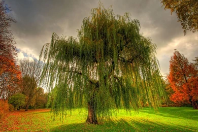 Top Hd Wallpapers Weeping Willow Wallpapers
