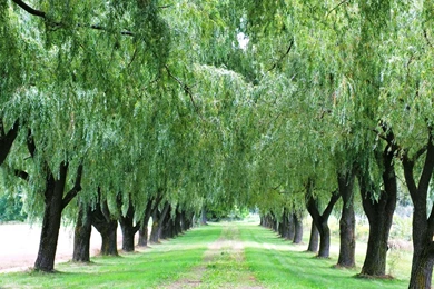 Images For Weeping Willow Tree Backgrounds