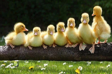 Duck Wallpapers Collection (36+)