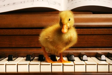 Baby Duck Wallpapers   Wallpapers Cave