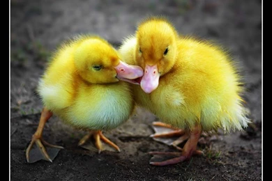 Baby Animals   Page 34