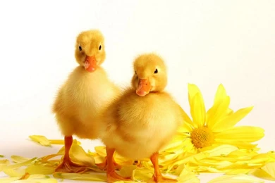 Baby Duck Wallpapers