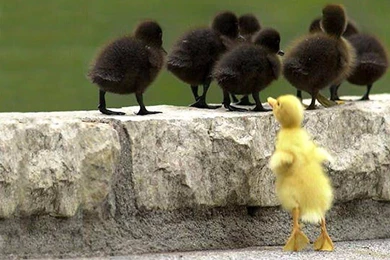 Concept Design Home: Cute Ducks Wallpapers Photos