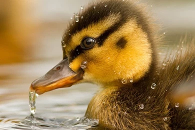 Best Animals Wallpaper: Baby Ducks, 704706, Animals