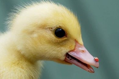 Ducks: Nose Ladybug Baby Duck Cute Sweet Phone Wallpapers For HD ...